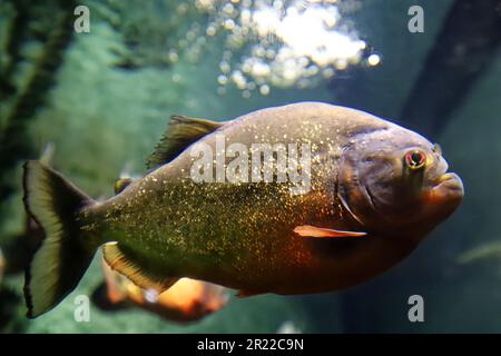 Der rote Piranha der rote Bauch-Piranha im Süßwasseraquarium. Pygocentrus nattereri ist ein Süßwasserfisch der Familie Serrasalmidae. Stockfoto