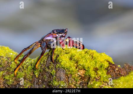 Östliche Atlantikkrabbe, fleckige Krabbe (Grapsus adscensionis), Spaziergang auf einem Küstenfelsen, Kanarische Inseln, Fuerteventura Stockfoto