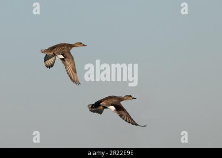 Gadwall (Anas strepera, Mareca strepera), Paar im Flug, Niederlande, Frisia Stockfoto