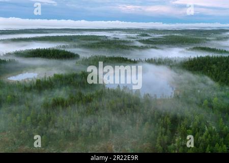 Taiga mit Nadelwäldern und Teichen in der Region Aelvdalen, Panoramablick, Schweden Stockfoto