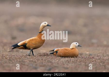 Ruddy shelduk (Tadorna ferruginea, Casarca ferruginea), Paar in der Wüste, männlich stehend, weiblich liegend, Kanarische Inseln, Lanzarote, Guatiza Stockfoto