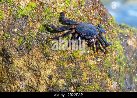 Östliche Atlantikkrabbe, fleckige Krabbe (Grapsus adscensionis), die auf einem Felsen an der Küste liegt, Kanarische Inseln, Fuerteventura Stockfoto