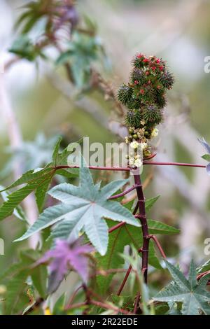 rizinusöl, Rizinusöl, Rizinusbohne, Rizinusbohne, Rizinusbohne (Ricinus communis), infloreszenz mit männlichen und weiblichen Blumen, Spanien, Andalusien Stockfoto