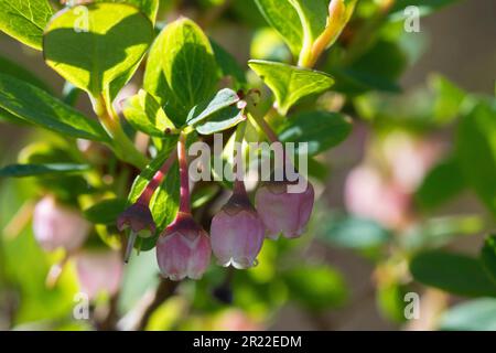 Alpine Heidelbeeren, Blaubeeren, Heidelbeeren bog bog, nördliche Heidelbeere, bog whortleberry (Vaccinium uliginosum), blühende, Deutschland Stockfoto