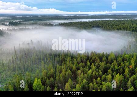 Taiga mit Nadelwäldern und Teichen in der Region Aelvdalen, Panoramablick, Schweden Stockfoto