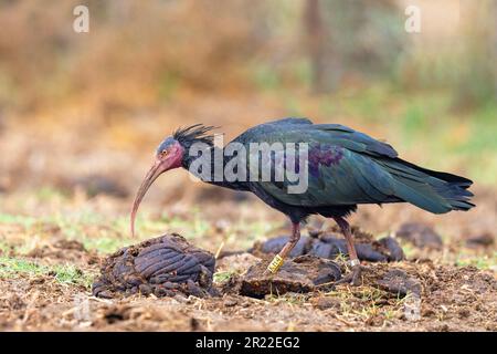 Hermit ibis, Nother bald Ibis (Geronticus eremita), auf der Suche nach Speisen auf einem Feld, Spanien, Andalusien, Barbate Stockfoto