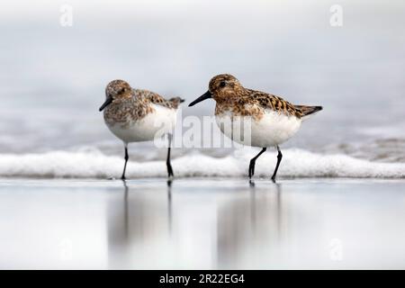 sanderling (Calidris alba), am Strand, Norwegen Stockfoto