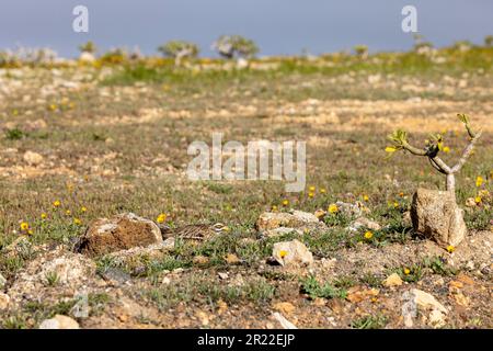 Steinbrücken (Burhinus oedicnemus), Zucht, Kanarische Inseln, Lanzarote, Teguise Stockfoto