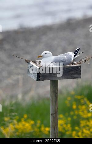 mew-Möwe (Larus canus), auf ihrem Nest in einem Nistkasten, Schweden Stockfoto