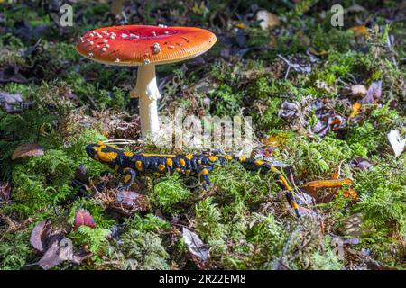Europäischer Feuersalamander (Salamandra salamandra), auf Moos vor einem Fliegenagar, Deutschland, Bayern, Isental Stockfoto