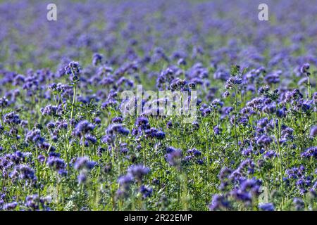 Bienenfutter, Tanzskorpion-Unkraut (Phacelia tanacetifolia), blühendes Feld, Deutschland, Bayern Stockfoto