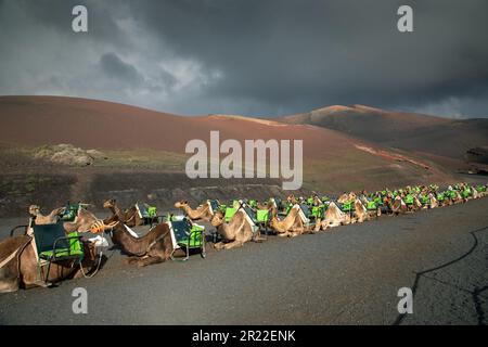 Dromedar, ein-Buckel-Kamel (Camelus dromedarius), wartet auf die Touristen, Kanarische Inseln, Lanzarote, Timanfaya Nationalpark Stockfoto