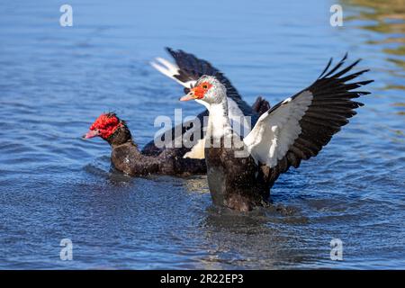 Berberente (Cairina moschata), weiblich, schwimmend, flatternd, Kanarische Inseln, Fuerteventura Stockfoto