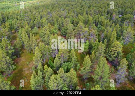 Taiga mit Pinienwäldern, Luftaufnahme, Norwegen, Finnmark, Stabbursdalen-Nationalpark Stockfoto