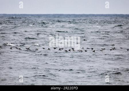 Guillemot (Uria aalge), Herde über dem Meer, Schweden Stockfoto