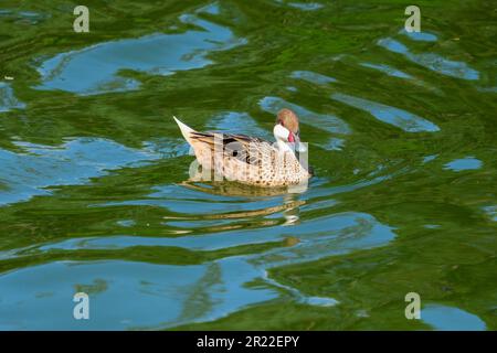 Schließen Sie den Wasservogel aix sponsa aus Holz und Enten auf dem Wasser. Selektiver Fokus. Hintergrundbild für Wasservögel. Stockfoto