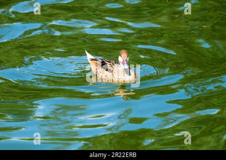 Schließen Sie den Wasservogel aix sponsa aus Holz und Enten auf dem Wasser. Selektiver Fokus. Hintergrundbild für Wasservögel. Stockfoto