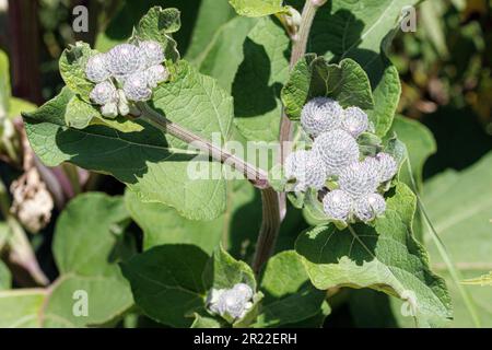 Woolly Burdock, Hairy Burdock, Burdock, Bardane (Arctium tomentosum), mit noch engen Blütenköpfen, Deutschland, Bayern, Erdinger Moos Stockfoto