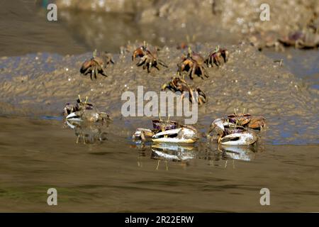 Marokkanische Fiddler-Krabbe, Europäische Fiddler-Krabbe, westafrikanische Fiddler-Krabbe, Barrilete (Uca Tangeri, Afruca Tangeri), mehrere Jungtiere an einem Ufer, Stockfoto