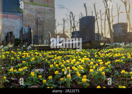Winteraconit (Eranthis hyemalis), blüht auf einem Rasen in Stiens, Niederlande, Frisia Stockfoto