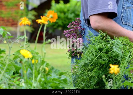 Wildes origanum, wilder Majoran (Origanum vulgare), Frau in einem Garten mit gesammeltem origanum in der Hosentasche, Deutschland Stockfoto