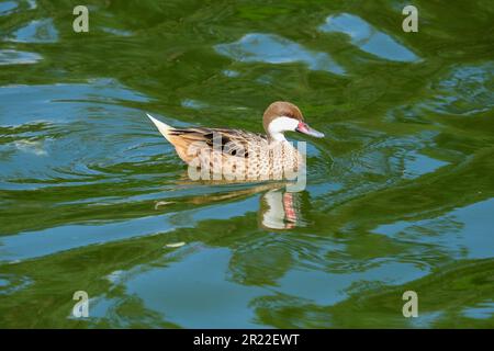 Schließen Sie den Wasservogel aix sponsa aus Holz und Enten auf dem Wasser. Selektiver Fokus. Hintergrundbild für Wasservögel. Stockfoto