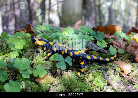Europäischer Feuersalamander (Salamandra salamandra), unter Sorrel in einem Wald, Deutschland, Bayern Stockfoto
