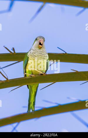 Mönchssittich (Myiopsitta monachus), auf einer Palme sitzend, Calling, Kanarische Inseln, Fuerteventura, Morro Jable Stockfoto