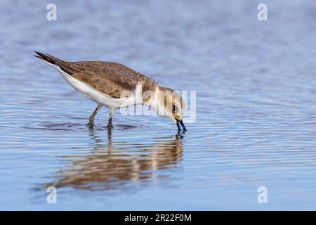 kentish Plover (Charadrius alexandrinus), in juvenilem Gefieder, auf der Suche nach Nahrung in flachem Wasser, Spanien, Andalusien, Sanlucar de Barrameda Stockfoto