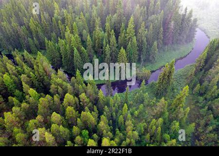 Taiga mit Nadelwäldern und Bach in der Region Aelvdalen, Panoramablick, Schweden Stockfoto