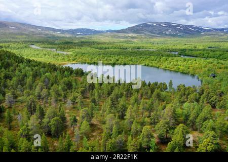 Taiga mit Wasser- und Kiefernwäldern, Vogelperspektive, Norwegen, Finnmark, Stabbursdalen-Nationalpark Stockfoto