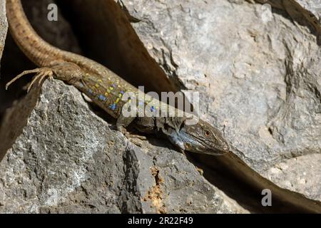 La Palma Eidechse (Gallotia galloti palmae), männliches Sonnenbaden an einer Wand, Kanarische Inseln, La Palma Stockfoto