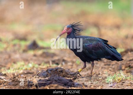 Hermit ibis, Nother bald Ibis (Geronticus eremita), auf der Suche nach Speisen auf einem Feld, Spanien, Andalusien, Barbate Stockfoto