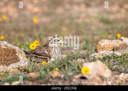 Steinbrücken (Burhinus oedicnemus), Zucht, Kanarische Inseln, Lanzarote, Teguise Stockfoto