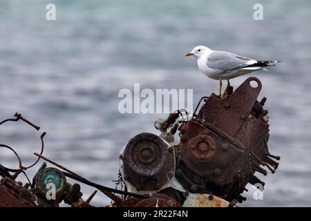 mew-Möwe (Larus canus), auf Schrott, Schweden Stockfoto