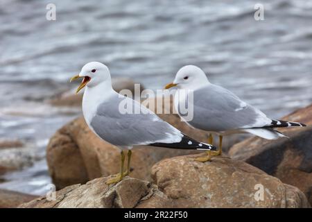 mew-Möwe (Larus canus), auf Küstenfelsen, Schweden Stockfoto