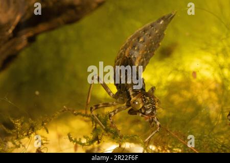 Green Hawker (vgl. Aeshna viridis, Aeschna viridis), Larve mit Phyllopod-A-Spatel, Deutschland Stockfoto