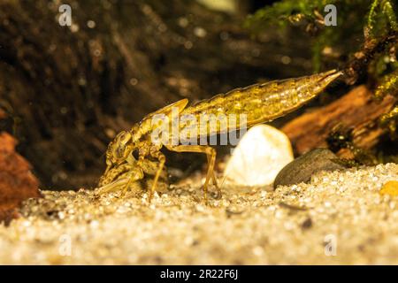 Green Hawker (vgl. Aeshna viridis, Aeschna viridis), Larve mit Phyllopod-A-Spatel, Deutschland Stockfoto