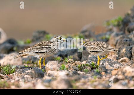 Steinkurbel (Burhinus oedicnemus), paarweise mit Küken in der Halbwüste, Kanarische Inseln, Lanzarote, Guatiza Stockfoto