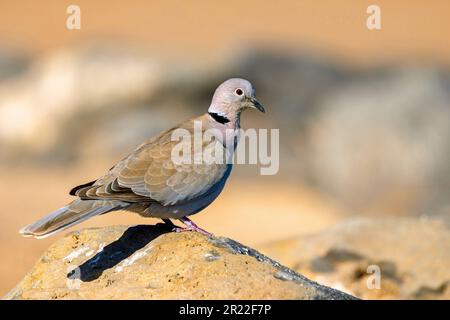 Halskrause (Streptopelia decaocto), auf einem Felsen, Kanarische Inseln, Fuerteventura Stockfoto
