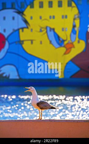 Gelbbeinmöwe (Larus michahellis, Larus cachinnans michahellis), Möwe im Hafen vor einer italienischen Fähre, Frankreich, Korsika, Bastia Stockfoto