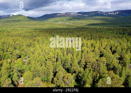 Taiga mit Pinienwäldern, Luftaufnahme, Norwegen, Finnmark, Stabbursdalen-Nationalpark Stockfoto