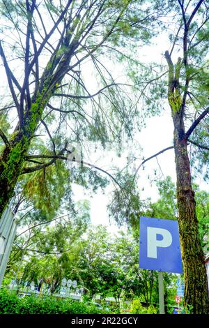 Parkplatzschilder zwischen grünen Bäumen Stockfoto
