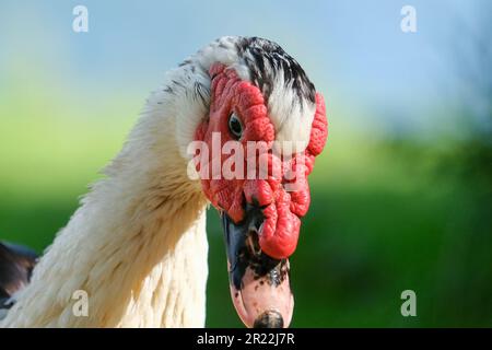 Nahaufnahme moschusente Cairina moschata mit rotem Gesicht und Schnabel. Hintergrundtapete für Entenvogel. Stockfoto