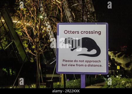 Schilderotter überqueren Marina Bay, Singapur Stockfoto