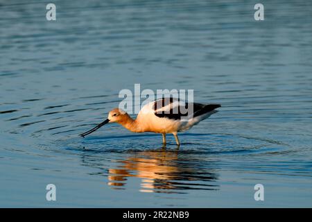 Greifvögel Stockfoto