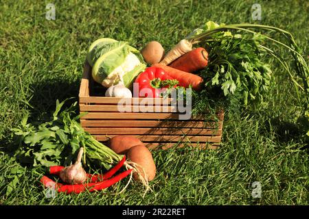 Verschiedene frische, reife Gemüsesorten auf grünem Gras Stockfoto