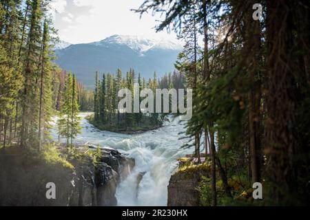 Sunwapta Falls Island Jasper Nationalpark Kanada Stockfoto