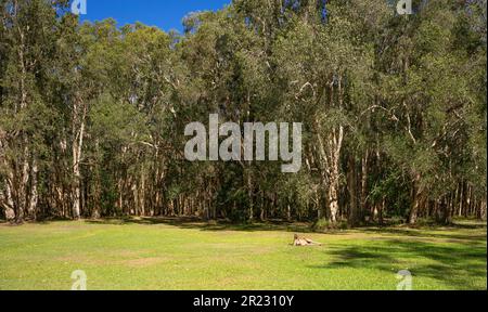 Natürliche Melaleuca-Papierbarke, Teebaumwald am Lake Cootharaba, Noosa, ein beliebtes Urlaubsgebiet, mit einem großen Känguru, das sich auf dem Grün sonnt, Gras Stockfoto