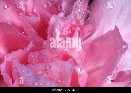 Wunderschöne Natur, rosa, blühend mit Wassertropfen, geschossenes Makro. Stockfoto